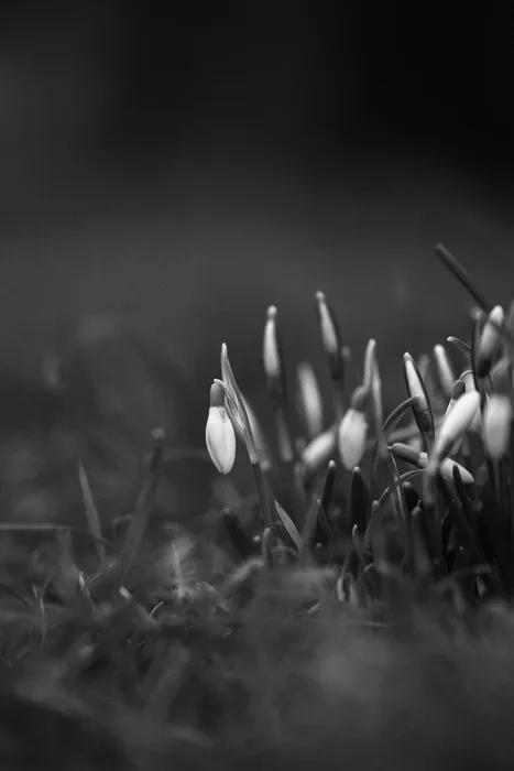 Spring is it you?