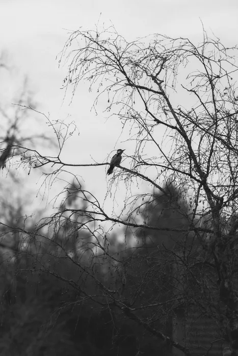 Great spotted woodpecker photographed from the kitchen window. Reminder to myself – I need/want a proper telephoto lens!