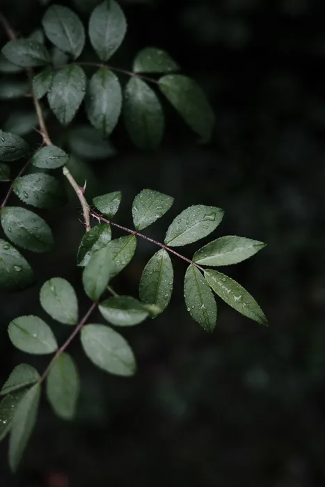 wet leaves dark background