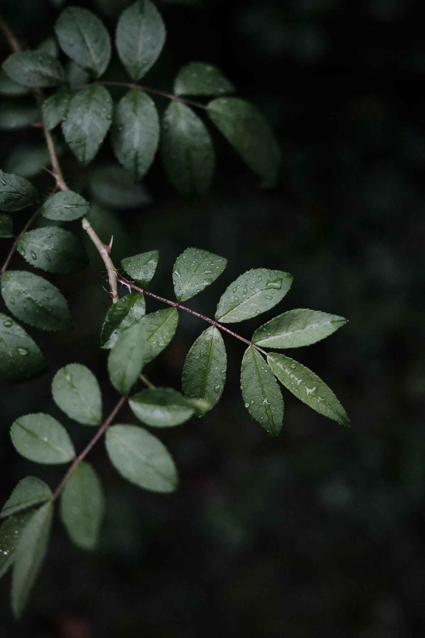 wet leaves dark background