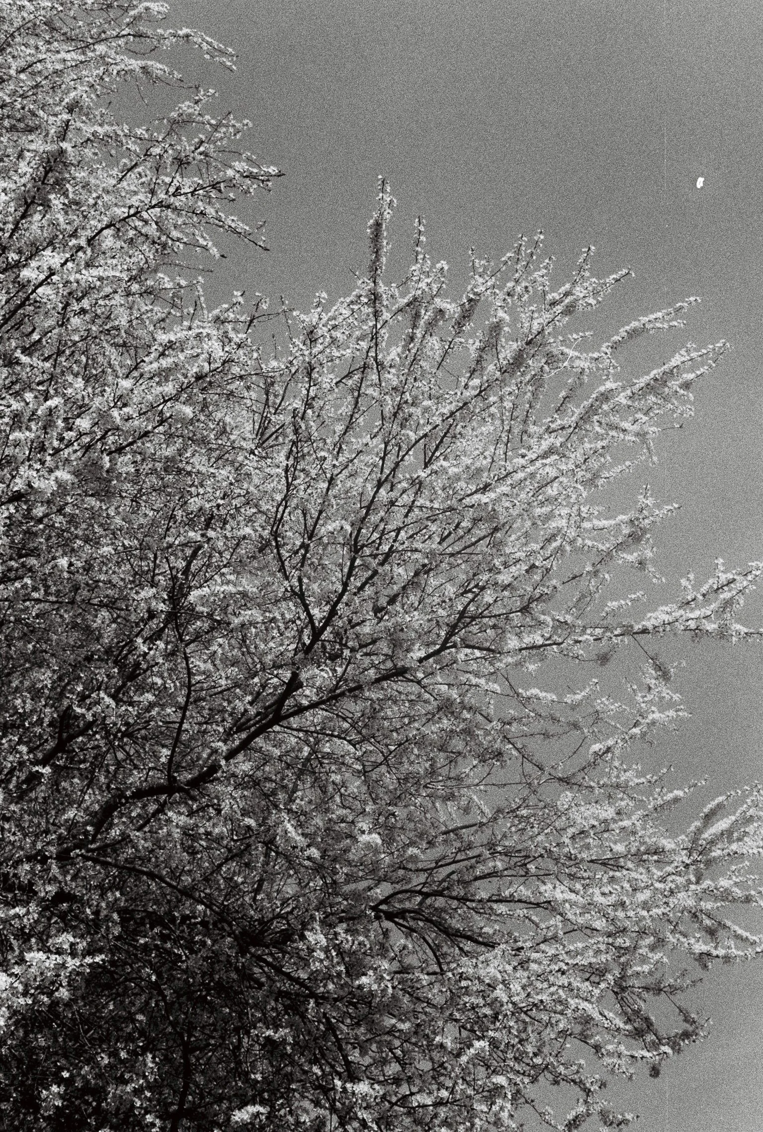 Analog photo with unknown date